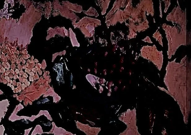Black and coral organic forms